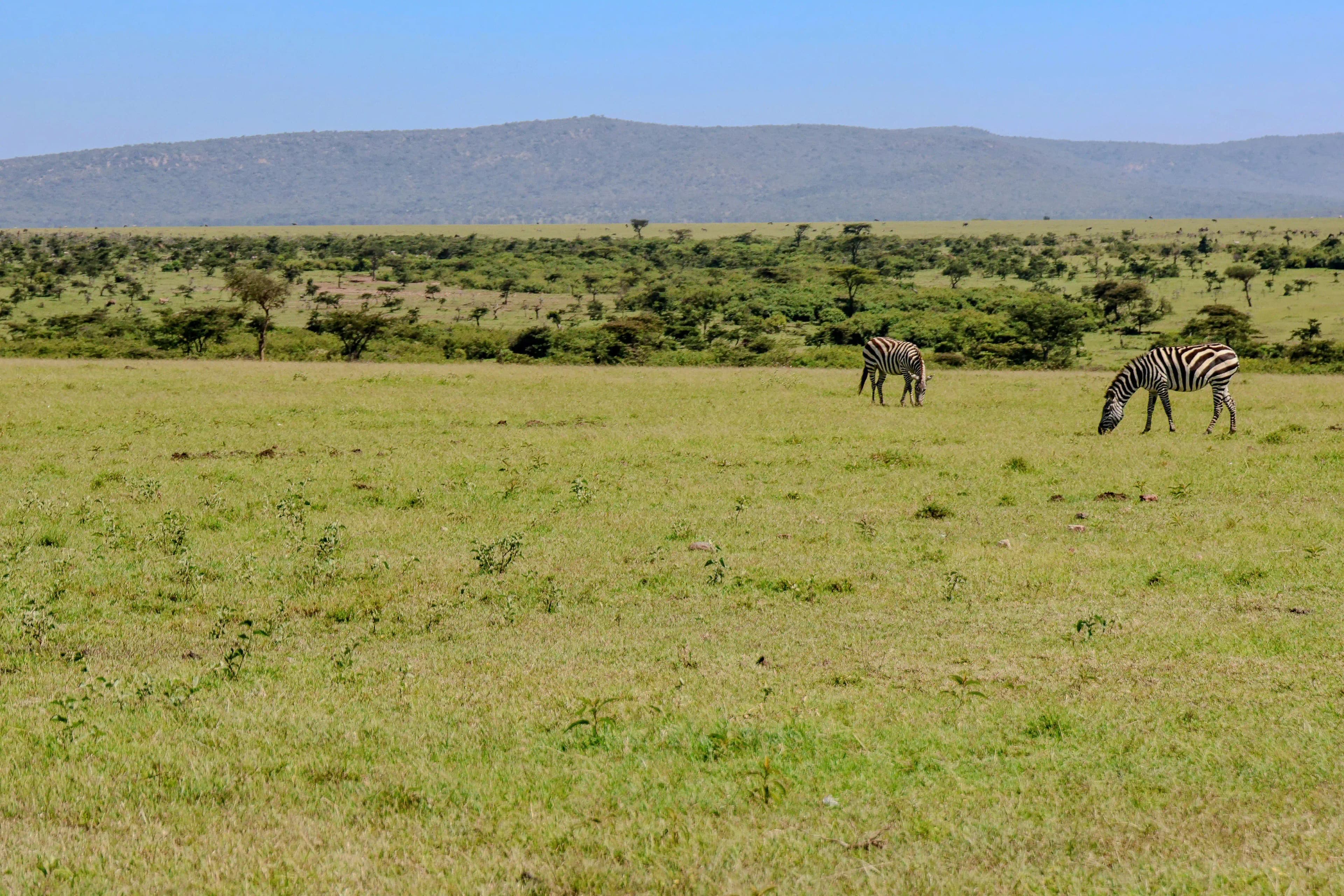 Best Things To Do In Kenya