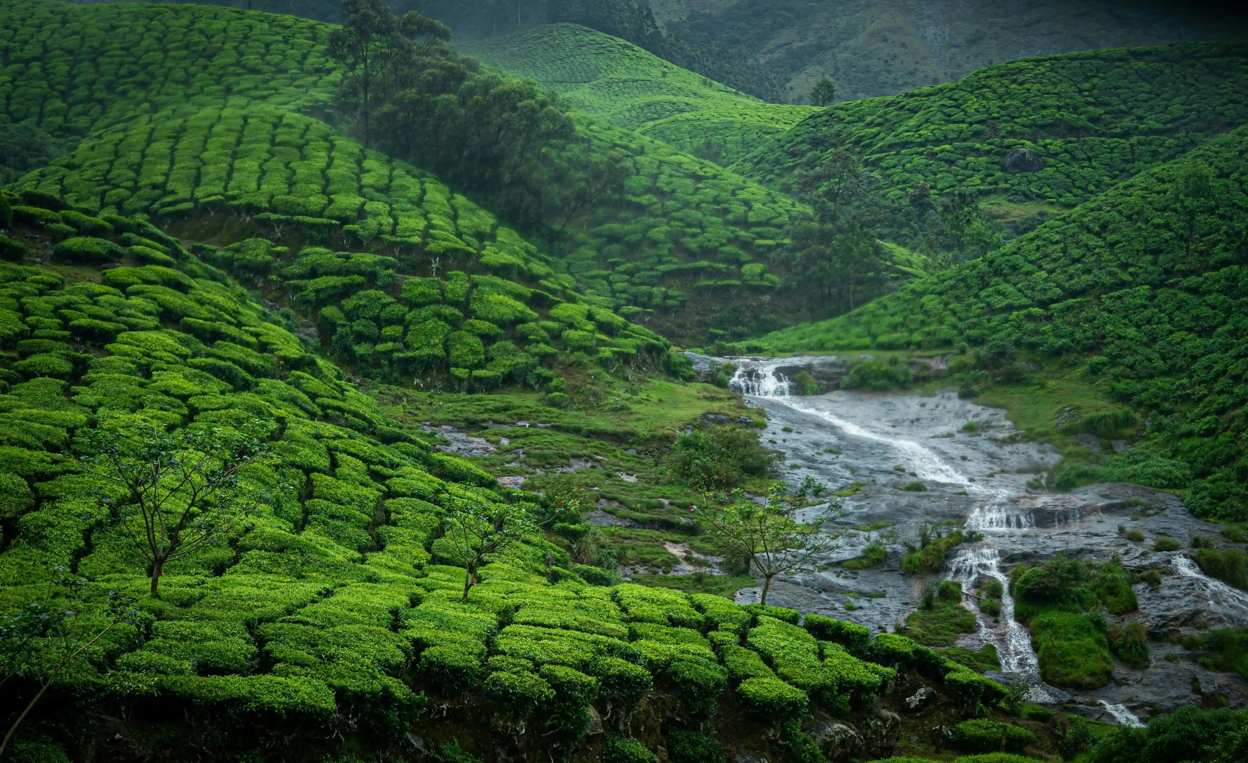 Places to visit in Munnar
