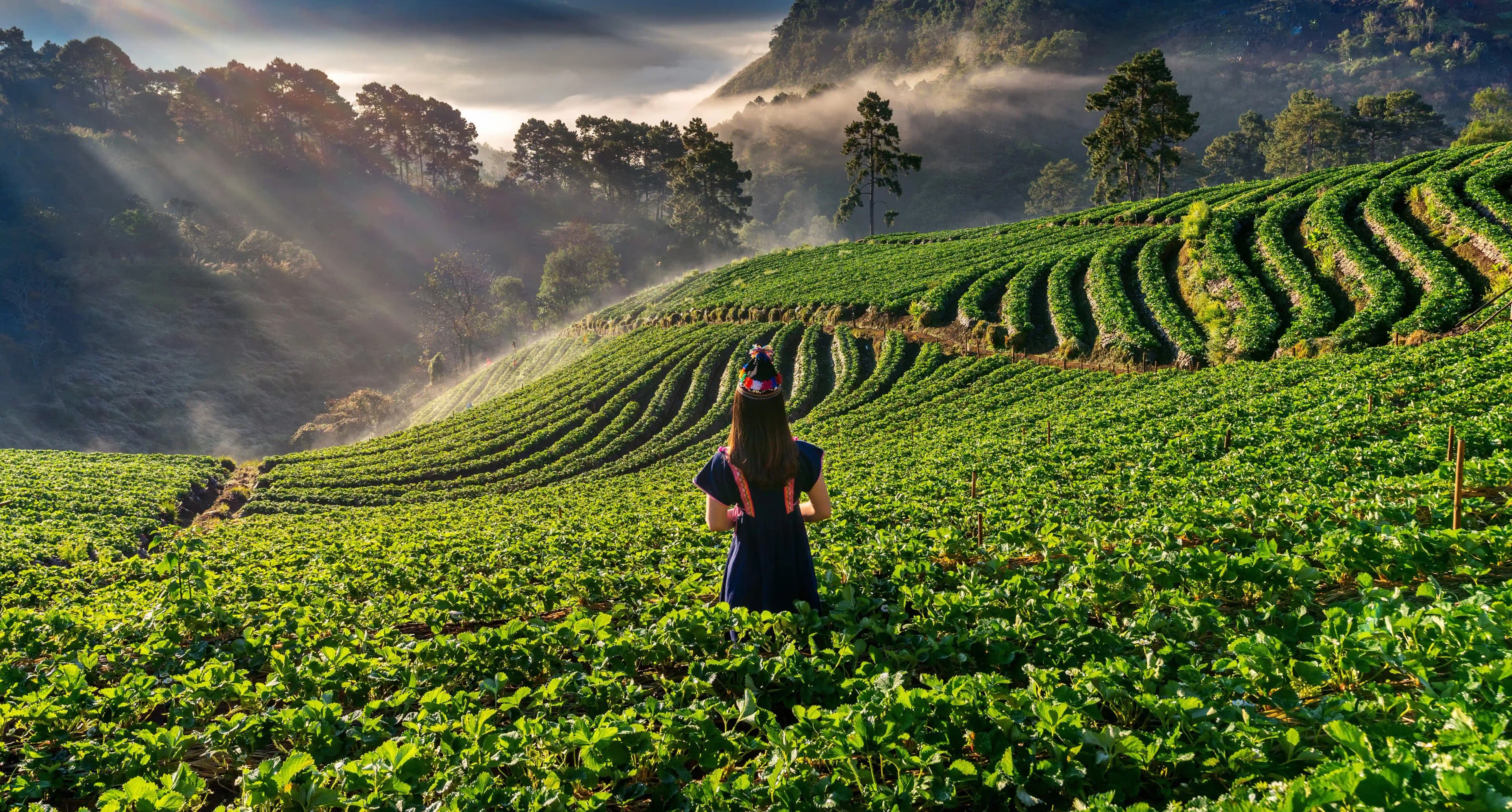 Things to do in munnar